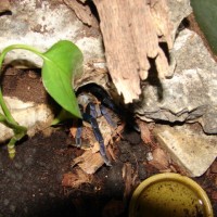 Haplopelma Lividum Female