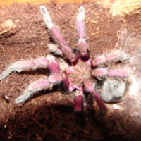 Pamphobeteus Plattyomma Brazilian Pink Bloom Male