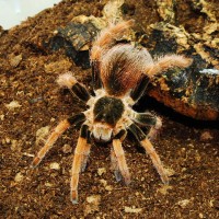 Female Megaphobema Robustum