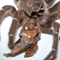 Aphonopelma seemanni spermathecae