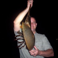 Horseshoecrabs 038