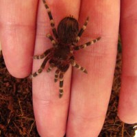 Acanthoscurria Geniculata