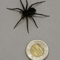 Big Nasty Spider 146a