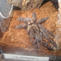 P. Irminia