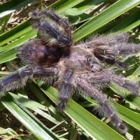 Unknown Peruvian Avicularia Ssp.