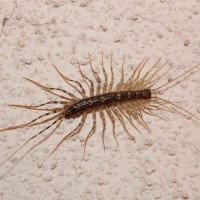 Scutigera Coleoptrata