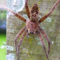 Large Spider In Southwest Florida