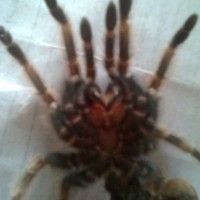 B Smithi