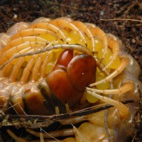Scolopendra alternans with eggs