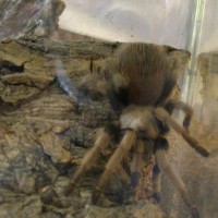 Aphonopelma