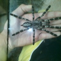 Poecilotheria Regalis Male