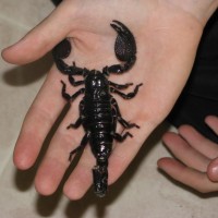 This Is My Male Emperor Scorpion