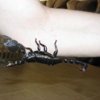 This Is My Male Emperor Scorpion