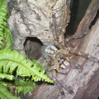 Poecilotheria Rufilata