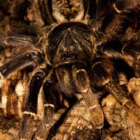 "natal Baboon Spider"