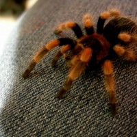 B.smithi Xina