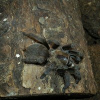 Some Sort Of Aphonopelma??