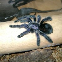 Avicularia Purpurea Adult Female