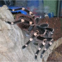 A. Geniculata