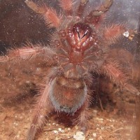 Brachypelma Emilia