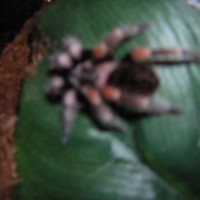 B.smithi