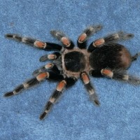 B. Smithi