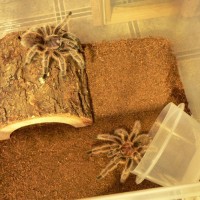 Rosea Breeding