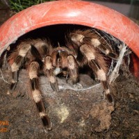 Nhandu coloratovillosus female