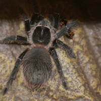 Lasiodora Parahybana???