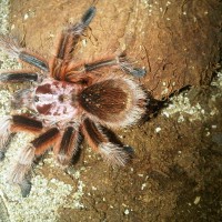 G. Porteri?