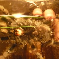 A. Avicularia, 2,8 Inches Plis Sex And Age