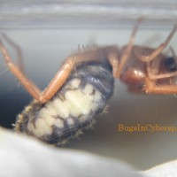 Solifugid With Eggs