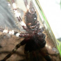 P.ornata Male Or Female?