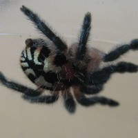 My I.seladonium Female