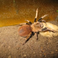 Mother Acanthoscurria Sp