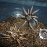 Brachypelma Boehmei