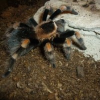 Brachypelma Smithi Male