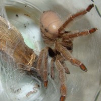 Psalmopoeus Cambridgei