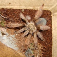 Psalmopoeus Pulcher F 5"