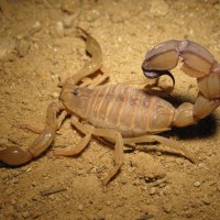 Androctonus Australis Tunisia Adult Female