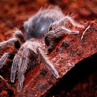 Brachypelma Albopilosum