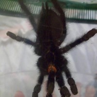 M Or F Avicularia Avicularia