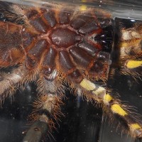 4" P. Fasciata