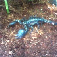 My Emperor Scorpion That I Lost.