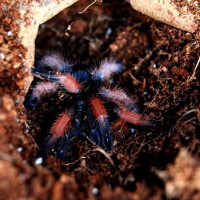 Brachypelma Emilia