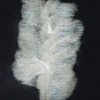 Phoneutria silk attached to the glass