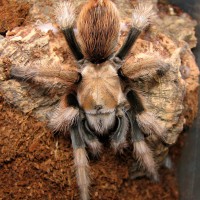 Aphonopelma chalcodes