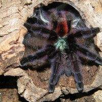 Avicularia versicolor