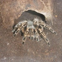 Aphonopelma Seemanni