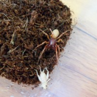 Woodlouse Spider(dysdera Crocata)